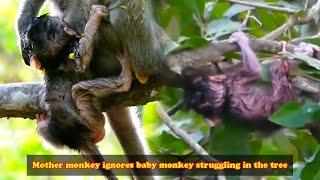 The newborn monkey is still in the tree but it seems that the mother monkey has forgotten it