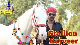 Stallion Rajveer Mr. કણબી  Horse Lover 500 Patan Mitul Patel Karan Asav Farm Kungher 9824231927