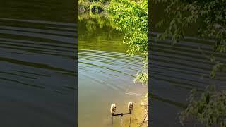 Рыбалка  в Крыму на карпа  #карпфишинг #carpfishing #рыбалка #крым #travel