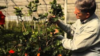 How to Trim a Hibiscus in the Summer : Garden Savvy