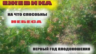 Ежевика небеса могут подождать На что способен сорт в первый год плодоношения