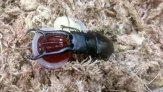 The Giraffe Stag-Beetle is the world's largest-  Prosopocoilus giraffa