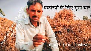 बकरियों के लिए चारे इकट्ठा करने का सही समय goatfarming#umeshkumar kushwaha#goatfood's