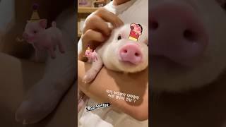 홍대선원에 아기 돼지가 놀러왔어요 ️ #홍대선원 #justbetemple #shorts #pets #반려동물