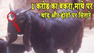 करोड़ का बकरा,माथे पर चांद और होठों पर सितारे l Bakra Eid l Most Expensive Goat Breed l Eid Video