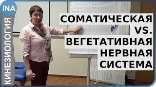 Соматическая и вегетативная нервная система. Л.Ф.Васильева. Кинезиология в Германии