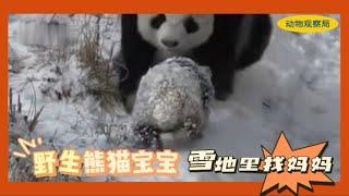 野生熊猫宝宝在雪地里找妈妈，结果因为身上厚厚的雪，妈妈没看见它；最后经过千辛万苦终于找到了，妈妈看见宝宝的那一刻马上把它抱进怀里