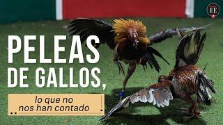 Peleas de gallos, entre la crueldad y el arraigo popular | El Espectador