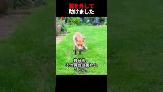 男が罠にかかった狐を助けたところ、こんなことが起こりました