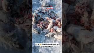22.01.2023 залив Мордвинова, Охотское море. Рыбаки просто оставляют навагу на льду. 