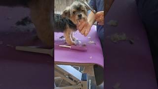 Grooming a Yorkie mix #groomer #dog