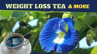 Butterfly Pea Flower Tea (Clitoria Ternatea) BENEFITS & RECIPE / Earth's Medicine