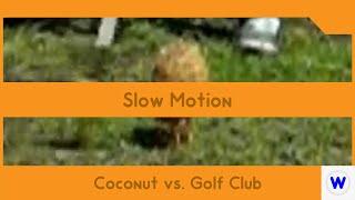 hitting a coconut with a golfclub slow motion