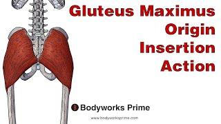 Gluteus Maximus Anatomy: Origin, Insertion & Action