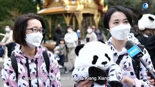 Japan bids adieu as beloved giant panda Xiang Xiang returns to China