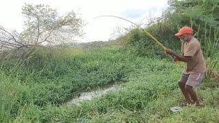 Traditional hook fishing|Catching Indian Baam fish & Tilapia fish by Single hook|Unique fishing