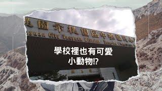 生蛋? | 學校也有養雞?! | 桃園中埔國小 | 2023