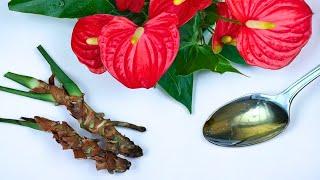  Magical! Just a spoonful can revive the wilted anthurium