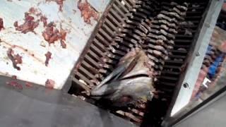 JWC Environmental: Fish Waste Grinding - Chum Often and Chum Easy - You Won't Believe Your Eyes!