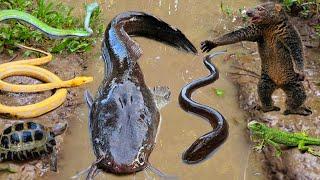 Catch big catfish in holes with eels, turtles, hermit crabs, ornamental fish, koi fish