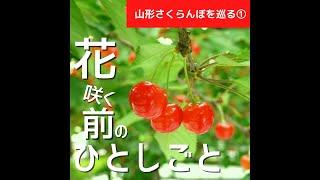【山形さくらんぼを巡る】①－花咲く前のひとしごと #shorts