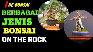 BERBAGAI JENIS BONSAI ON THE ROCK || IDE BONSAI