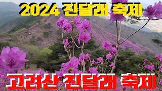 고려산 진달래축제, 2024 고려산 진달래 축제, korea travel vlog