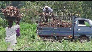 From Cassava to Beer: Roots to Empowerment