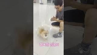 행복한 심쿵이 #dog #pomeranian #일상 #funnyanimal #일상브이로구 #funnydog #animal #강아지브이로그 #브이로그 #funnypomeranian