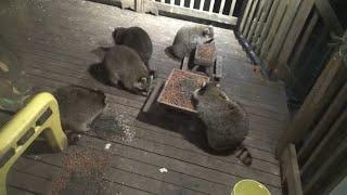 Wednesday six raccoons at the Diner