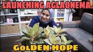 LAUNCHING AGLAONEMA "GOLDEN HOPE" GREG HAMBALI - EP 15