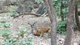 Tiger Hunted Sambar Deer | Tiger Killed Sambar Deer Live |Sambar Dragged And Killed By Tiger