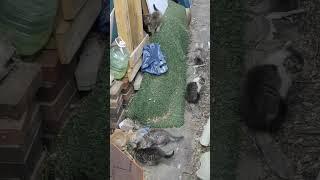 6 малышей погибают в гаражах