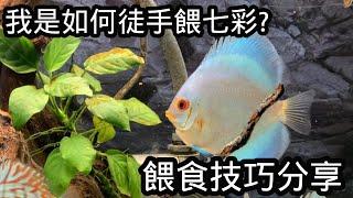 七彩神仙徒手餵食教學~讓你跟七彩互動! | 水族系列