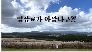 가을 억새에 반하다 | 산굼부리 | 제주가을  여행지 | 사진 찍기 좋은 곳 | 여행브이로그