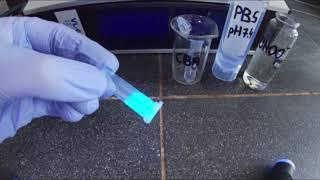 CBA (Coumarin 7-boronic acid) probe oxidation by peroxynitrite