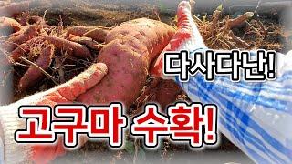 [고구마] 다사다난했던 고구마 수확! – 농사일기