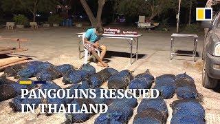 Seventy-six wild pangolins rescued in Thailand before being smuggled to China