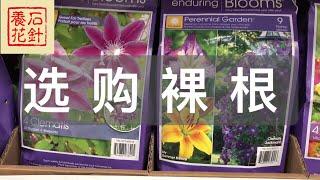 [石针养花]春天选购裸根、球根植物的一些建议(荷包牡丹，落新妇，铁线莲，鸢尾)