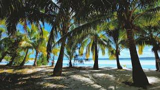 Beautiful palm trees gently blowing in the wind with distant wave sounds. Perfectly relaxing.