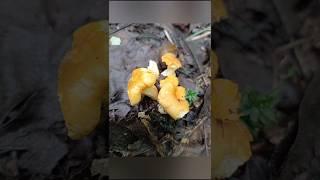 Лисички замёрзли в Подмосковье #лисички #грибы #шортс #mushroom  #shorts гриблиса #лес #природа