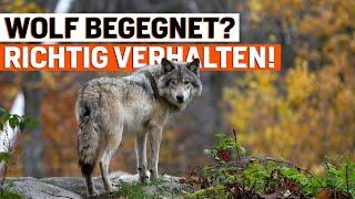 Begegnung mit einem Wolf – so verhalten Sie sich richtig!