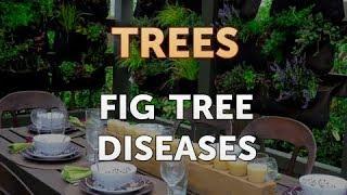 Fig Tree Diseases