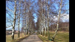 Весенняя прогулка. Сергей Чекалин. Spring walk. Sergei Chekalin. Paseo de primavera.