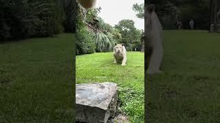 How my hungry cat greets me after work! | Funny cat! # shorts