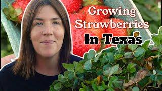 How to grow strawberries in Texas!