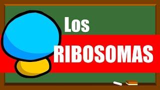 RIBOSOMAS   Estructura y función 