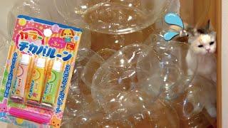 子どもの頃よく遊んだ「アレ」を大量に作りすぎたら猫がこうなりました【関西弁でしゃべる猫】 【猫アテレコ】