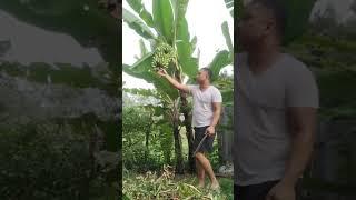 Pagharvest ng seniorita na saging #buhayprobinsya #farming #saging