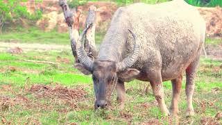 big buffalos eating near  the lake.